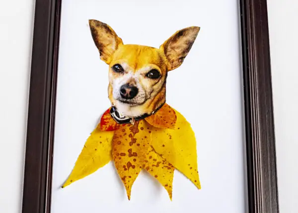 Diy: hond portret voor de herfst