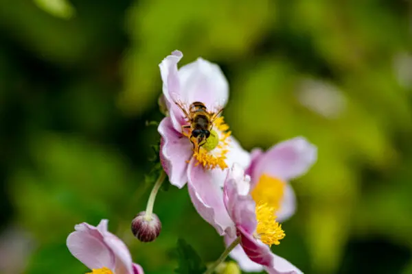 Het favoriete seizoen van … uitleg