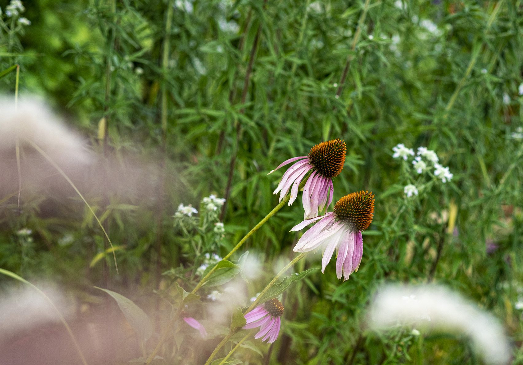 van allerlei prachtige bloemen en planten. 