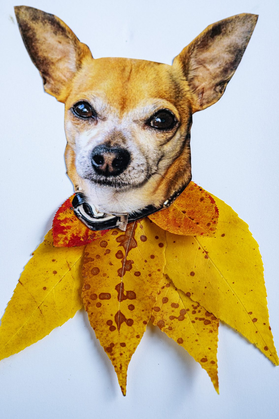 Diy hond portret voor de herfst