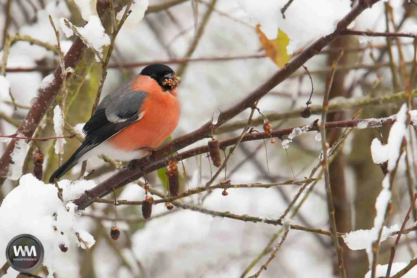 Goudvink foto van Wilco Minten van WM natuurfotografie