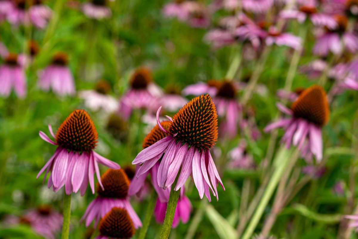 In de zomer is het natuur op zijn mooist, alles bloeit