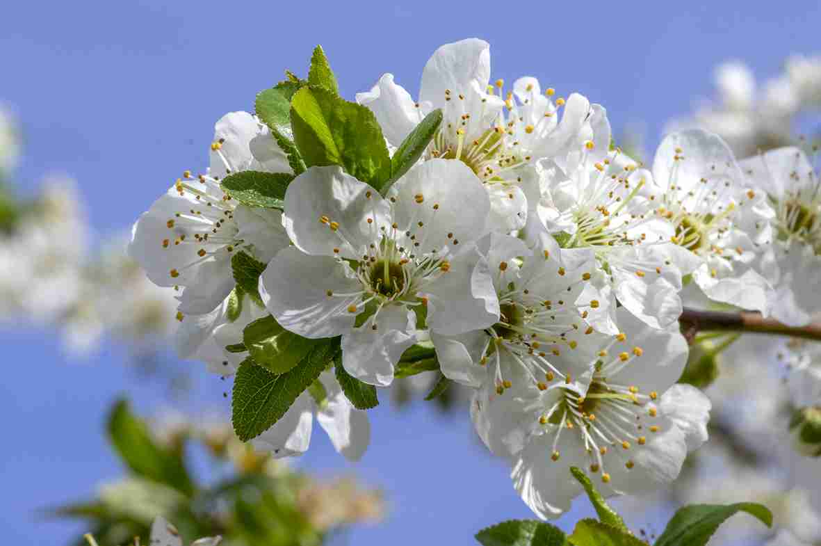 Het favoriete seizoen van Anke: Wittebloesemklein