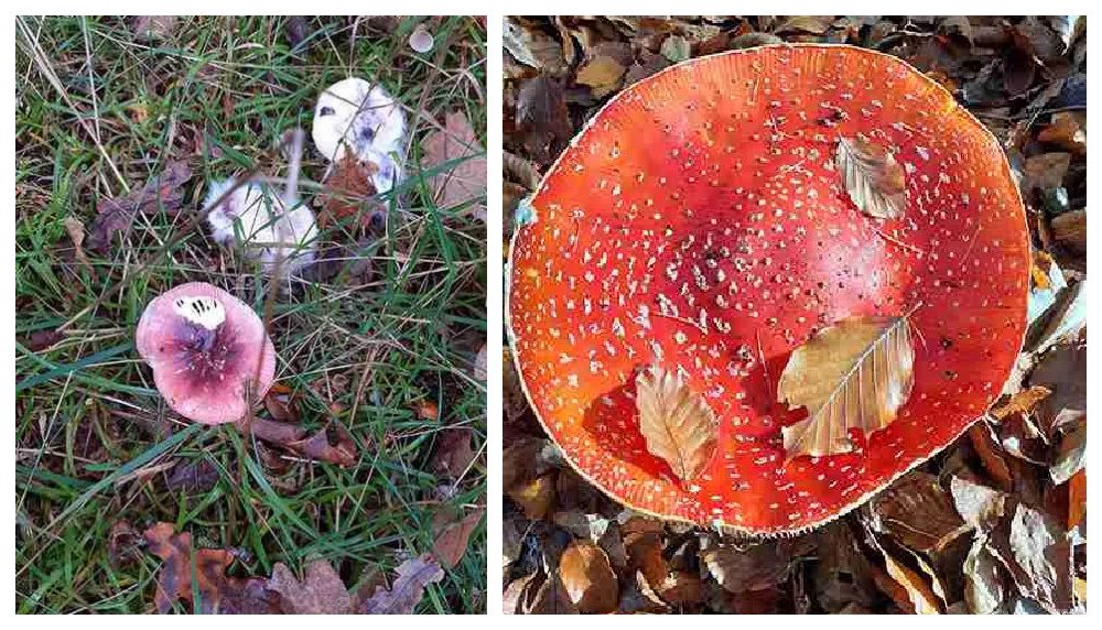 De herfst vind ik het mooiste seizoen om foto’s te maken