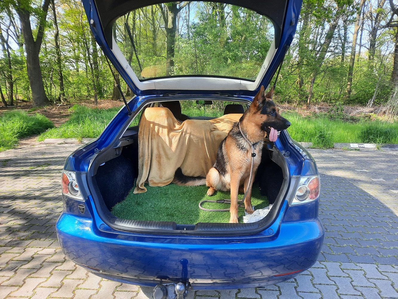 hij is echt een werkhond