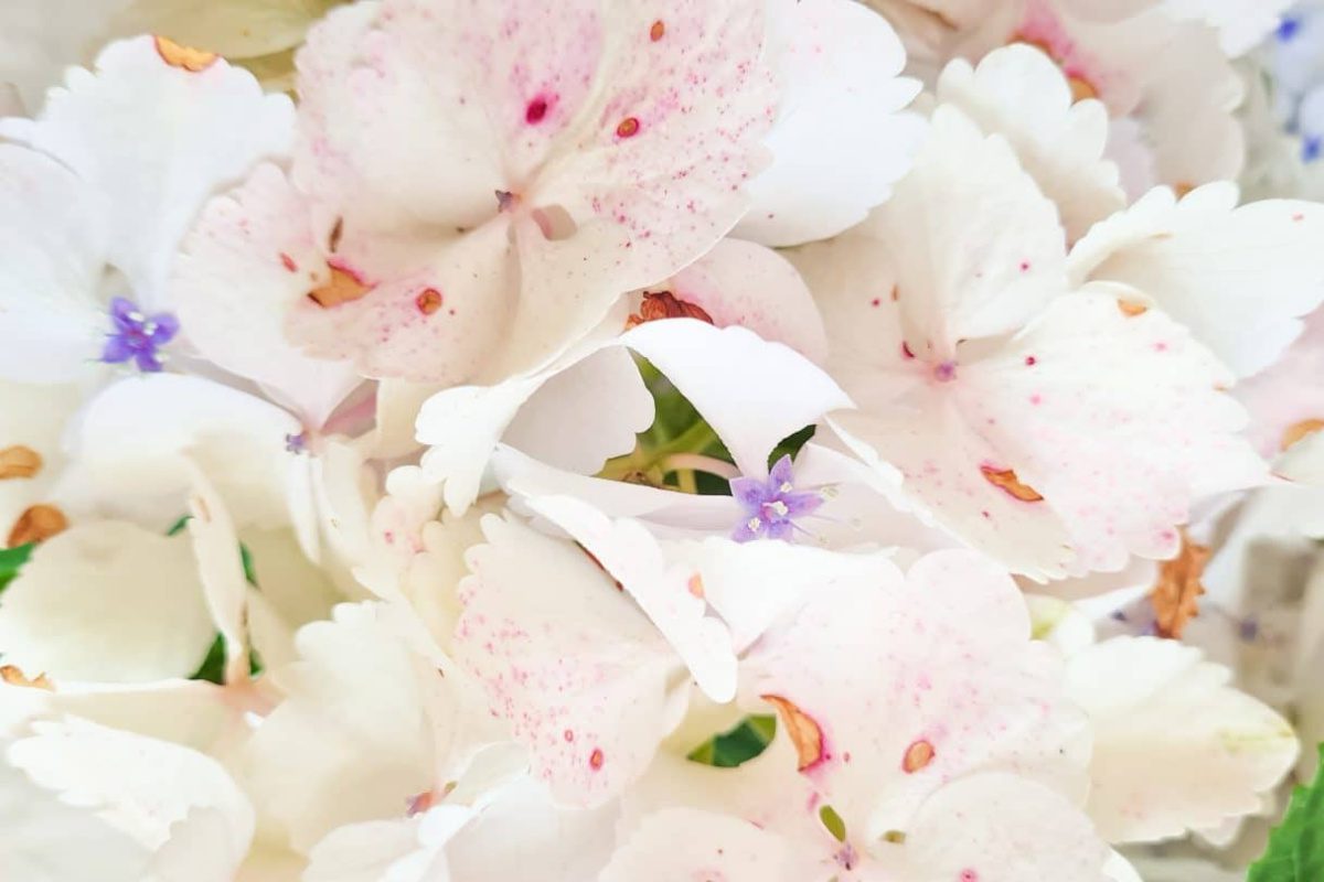 Laat je favoriete seizoen foto zien.