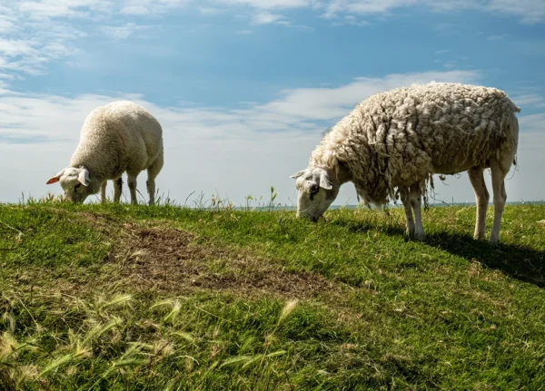 Netherlands|Mijn favoriete stad in Friesland is zeker Bolsward|Sneek (Snits )|Friesland is leuk!|Friesland is leuk! Weet je waarom?|Sneek (Snits )|Mijn favoriete stad in Friesland is zeker Bolsward