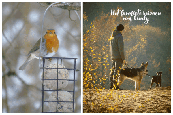 is foto’s nemen van onze huisdieren.|Het favoriete seizoen van Cindy|Het favoriete seizoen van Cindy|foto’s van vogels