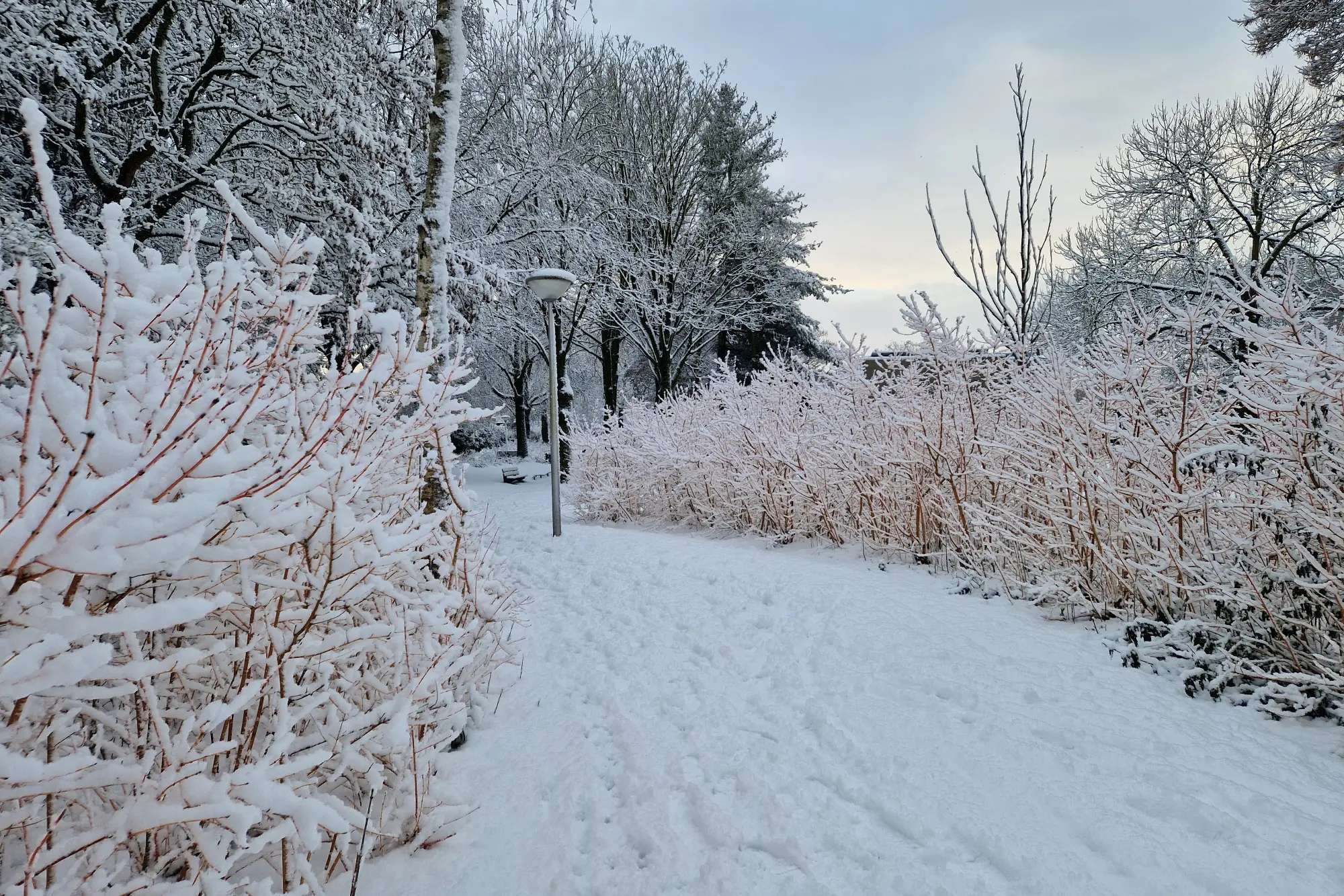 De magie van een witte wereld