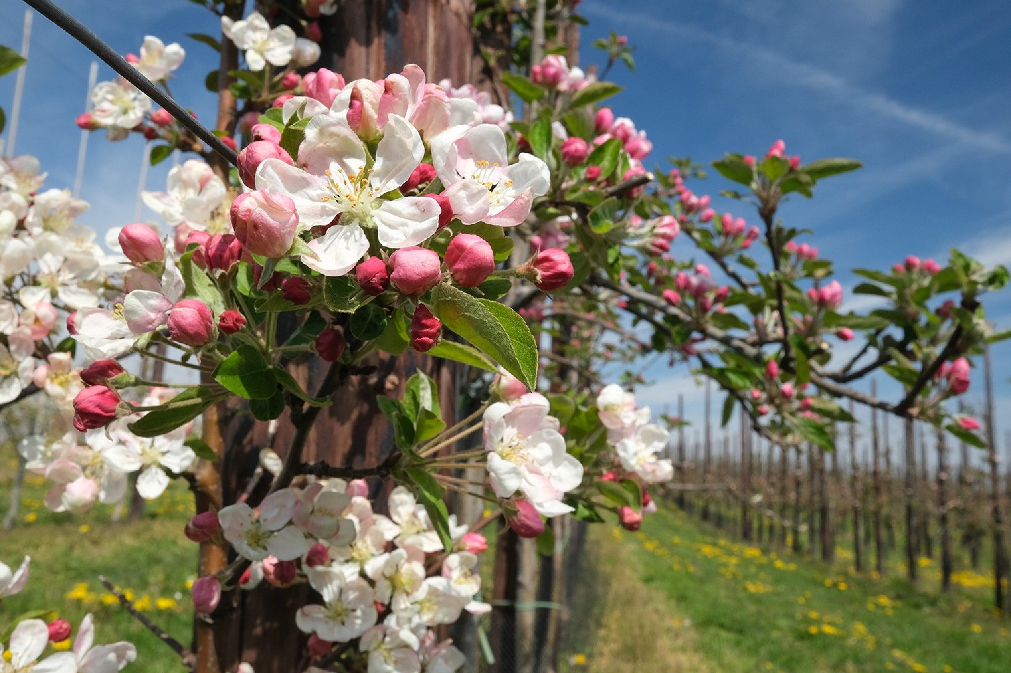 bloesemfoto's in de lente