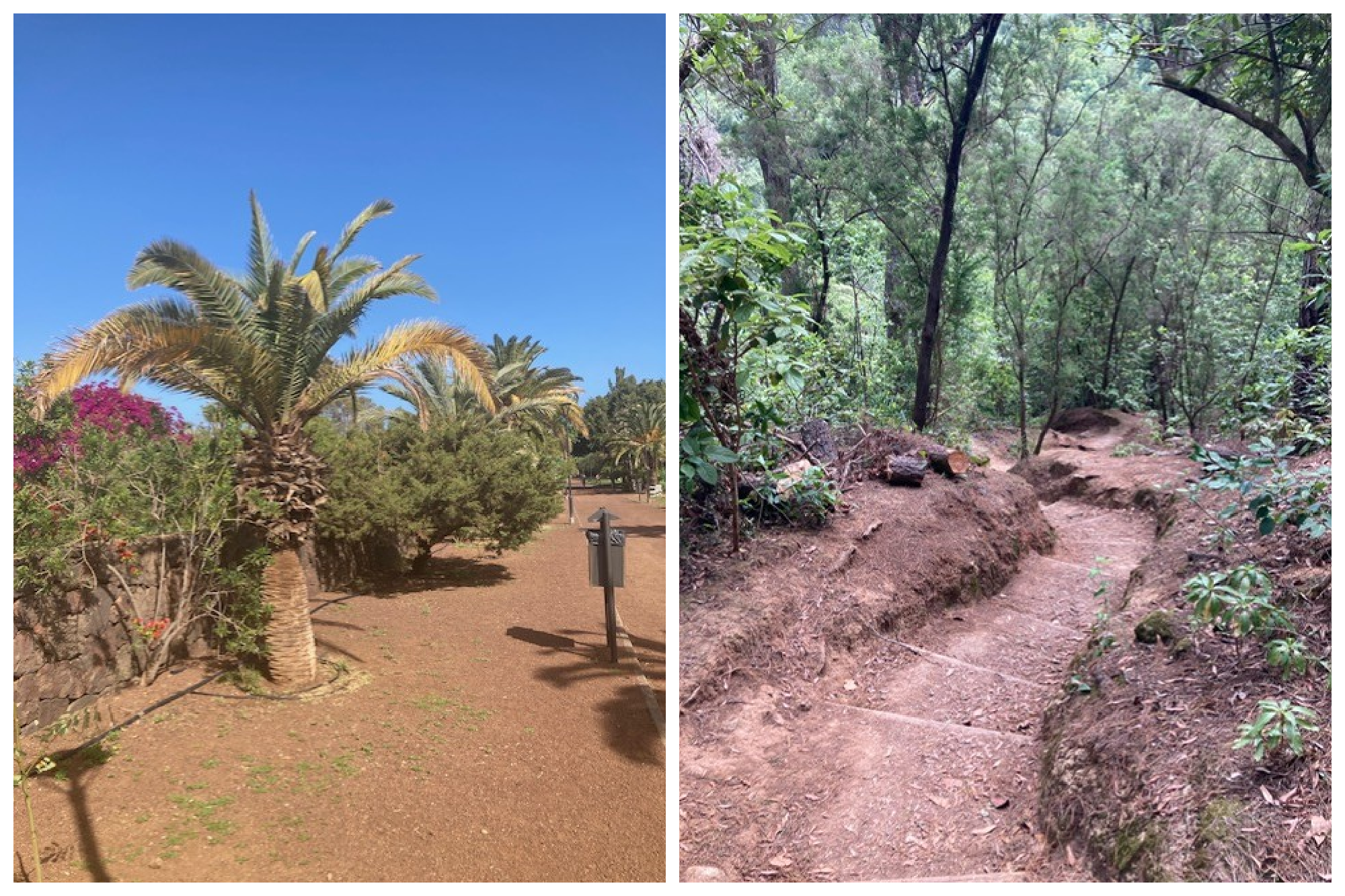 voorjaar op Tenerife