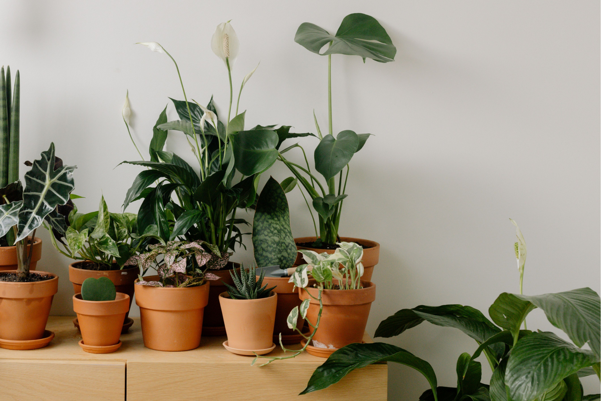De Bosrand: inspiratie voor plantenliefhebbers